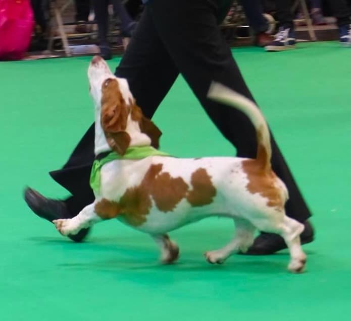 Dog performing in competition