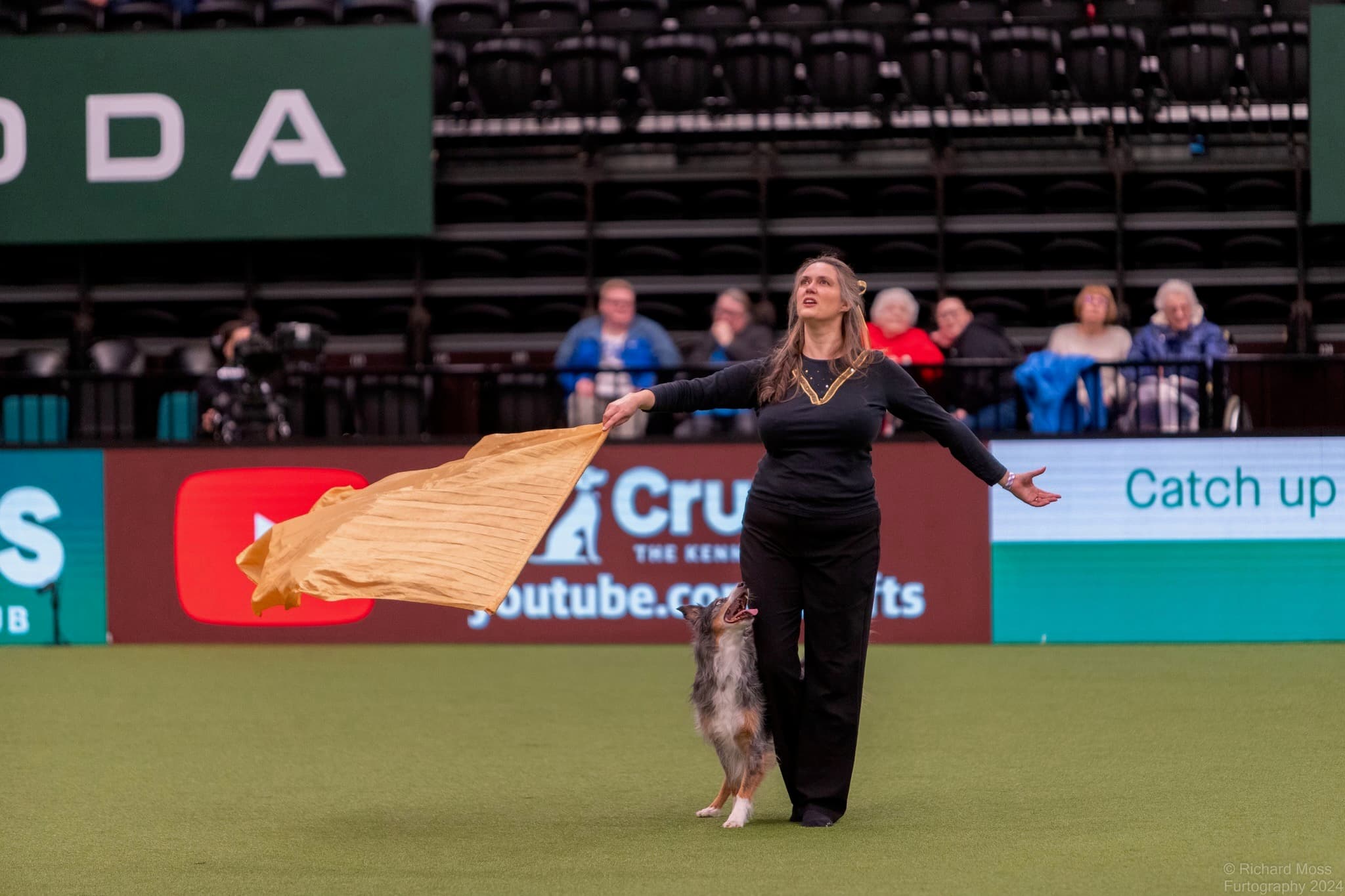 Dog performing heelwork to music routine